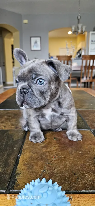 Shrek – French Bulldog puppy for sale in Fort Myers, FL