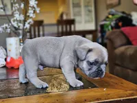 Rebel, a male French Bulldog for sale in Fort Myers, FL – 2 of 8