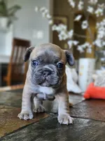 Luna, a female French Bulldog for sale in Fort Myers, FL – 6 of 7