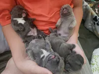 Fiona, a female French Bulldog for sale in Fort Myers, FL – 2 of 6