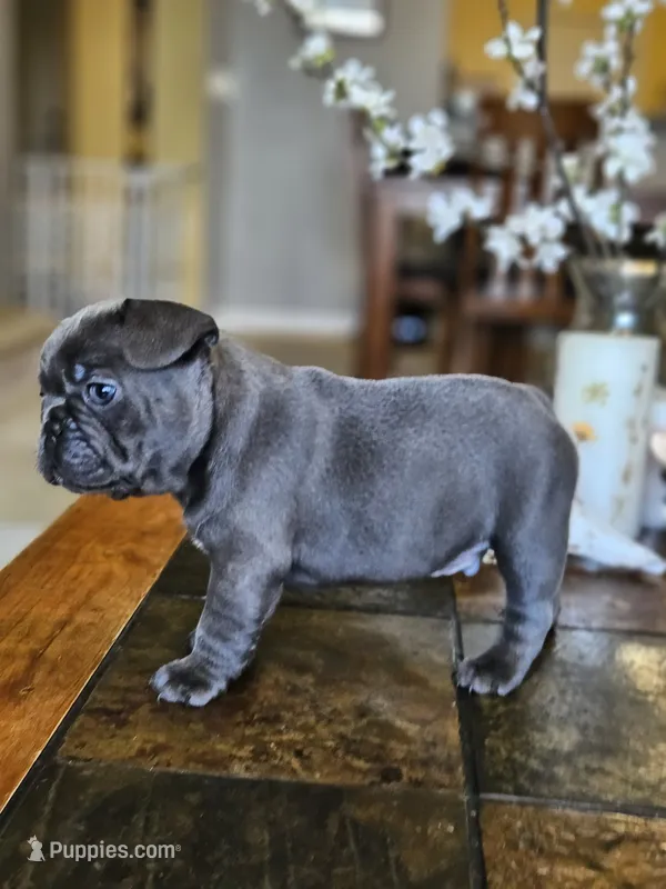Thunder  – French Bulldog puppy for sale in Fort Myers, FL