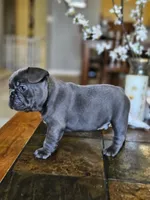 Thunder , a male French Bulldog for sale in Fort Myers, FL – 1 of 8