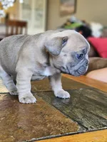 Luna, a female French Bulldog for sale in Fort Myers, FL – 2 of 7