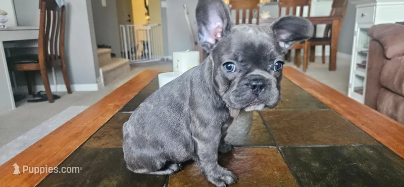 Fiona – French Bulldog puppy for sale in Fort Myers, FL