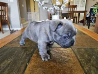 Shrek, a male French Bulldog for sale in Fort Myers, FL – 7 of 10