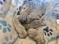 Rebel, a male French Bulldog for sale in Fort Myers, FL – 8 of 8