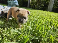 Peanut, a male French Bulldog for sale in Fort Myers, FL – 9 of 10
