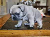 Rebel, a male French Bulldog for sale in Fort Myers, FL – 7 of 8