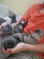Thunder , a male French Bulldog for sale in Fort Myers, FL – 5 of 8