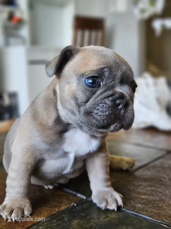Luna – French Bulldog puppy for sale in Fort Myers, FL