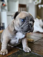 Luna, a female French Bulldog for sale in Fort Myers, FL – 1 of 7