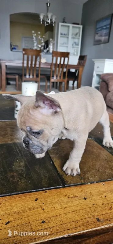 Peanut – French Bulldog puppy for sale in Fort Myers, FL