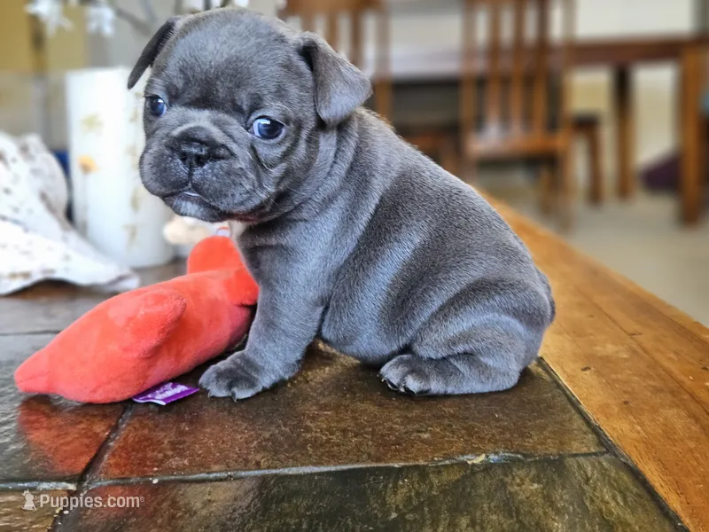 Lavender  – French Bulldog puppy for sale in Fort Myers, FL