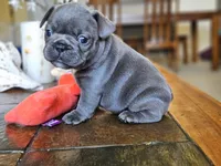 Lavender , a female French Bulldog for sale in Fort Myers, FL – 1 of 7
