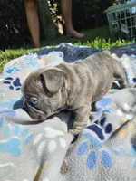 Shrek, a male French Bulldog for sale in Fort Myers, FL – 1 of 10