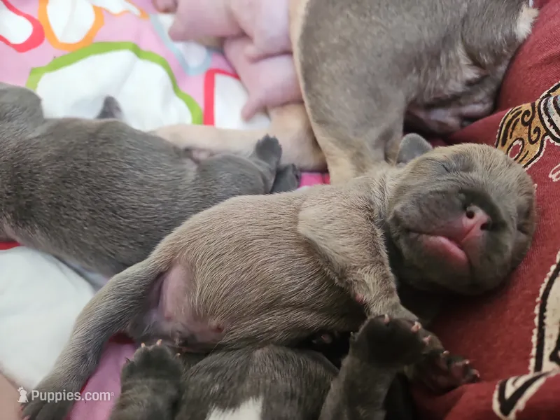 Peanut – French Bulldog puppy for sale in Fort Myers, FL