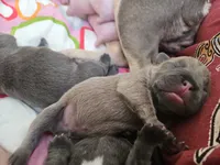 Peanut, a male French Bulldog for sale in Fort Myers, FL – 1 of 10