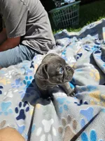 Shrek, a male French Bulldog for sale in Fort Myers, FL – 6 of 10