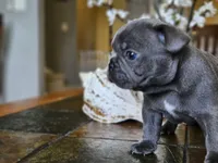 Lily, a female French Bulldog for sale in Fort Myers, FL – 2 of 6