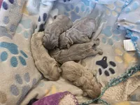 Lavender , a female French Bulldog for sale in Fort Myers, FL – 6 of 7