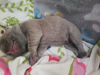 Peanut, a male French Bulldog for sale in Fort Myers, FL – 2 of 10