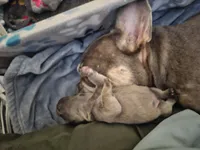 Peanut, a male French Bulldog for sale in Fort Myers, FL – 4 of 10