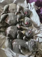 Lilac, a female French Bulldog for sale in Fort Myers, FL – 7 of 8