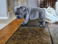 Lavender , a female French Bulldog for sale in Fort Myers, FL – 3 of 7