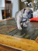 Luna, a female French Bulldog for sale in Fort Myers, FL – 3 of 7