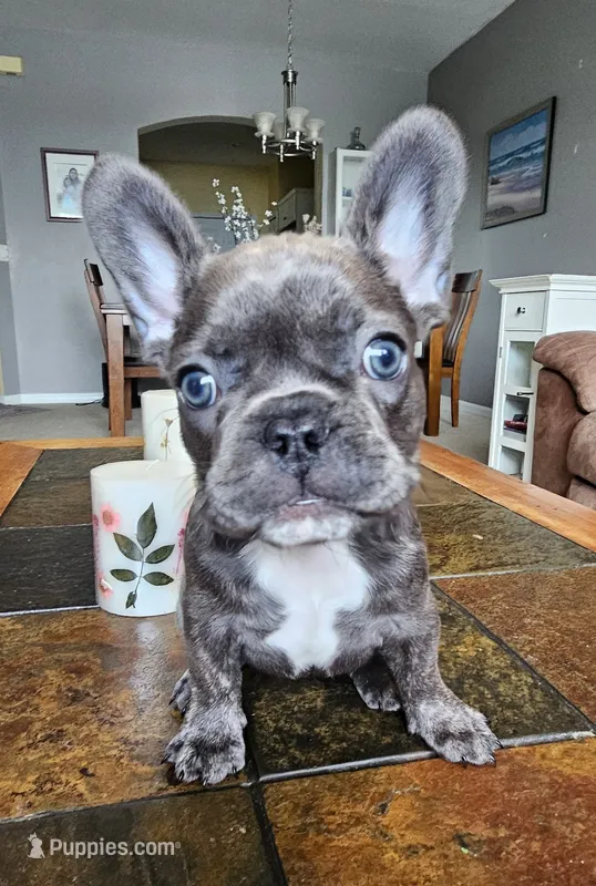 Fiona – French Bulldog puppy for sale in Fort Myers, FL