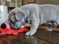 Rebel, a male French Bulldog for sale in Fort Myers, FL – 6 of 8