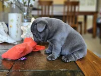 Lilac, a female French Bulldog for sale in Fort Myers, FL – 4 of 8
