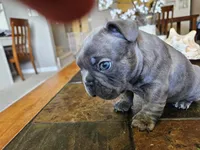Shrek, a male French Bulldog for sale in Fort Myers, FL – 3 of 10