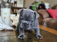 Lily, a female French Bulldog for sale in Fort Myers, FL – 1 of 6