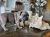 Luna, a female French Bulldog for sale in Fort Myers, FL – 4 of 7