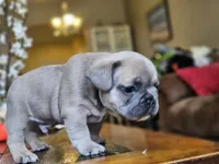 Rebel, a male French Bulldog for sale in Fort Myers, FL – 5 of 8
