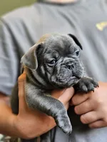 Thunder , a male French Bulldog for sale in Fort Myers, FL – 2 of 8