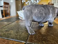 Shrek, a male French Bulldog for sale in Fort Myers, FL – 9 of 10