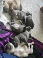 Lavender , a female French Bulldog for sale in Fort Myers, FL – 5 of 7