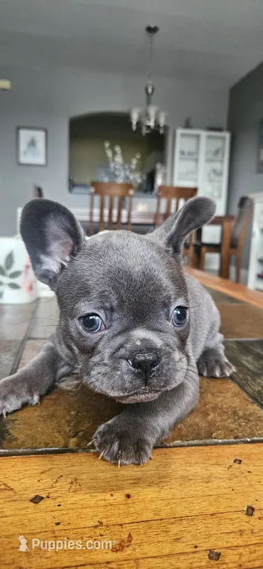 Lily – French Bulldog puppy for sale in Fort Myers, FL