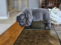 Lavender , a female French Bulldog for sale in Fort Myers, FL – 7 of 7