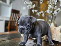 Lily, a female French Bulldog for sale in Fort Myers, FL – 6 of 6