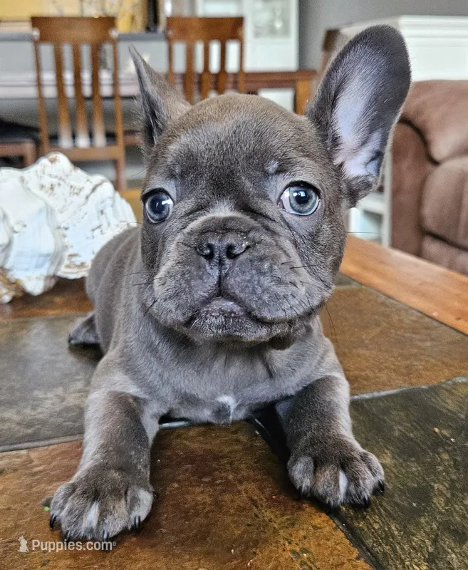 Thunder  – French Bulldog puppy for sale in Fort Myers, FL