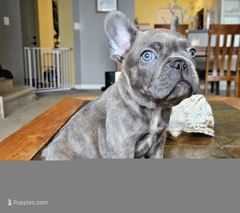 Shrek – French Bulldog puppy for sale in Fort Myers, FL