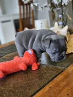 Lilac, a female French Bulldog for sale in Fort Myers, FL – 8 of 8