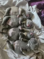 Fiona, a female French Bulldog for sale in Fort Myers, FL – 6 of 6