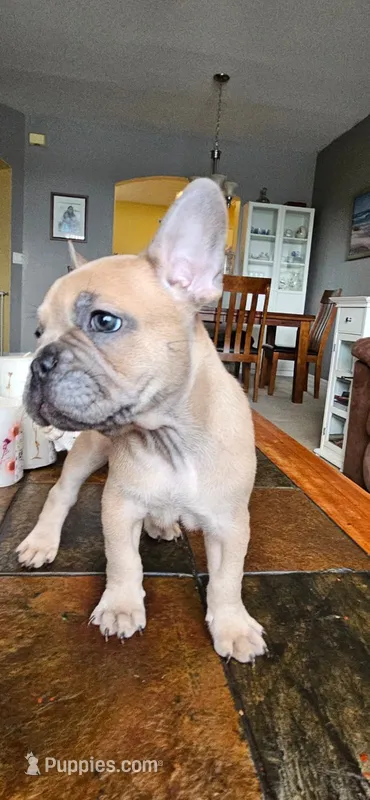Peanut – French Bulldog puppy for sale in Fort Myers, FL