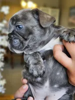 Fiona, a female French Bulldog for sale in Fort Myers, FL – 4 of 6