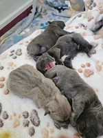 Peanut, a male French Bulldog for sale in Fort Myers, FL – 8 of 10
