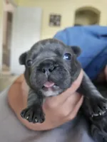 Fiona, a female French Bulldog for sale in Fort Myers, FL – 5 of 6